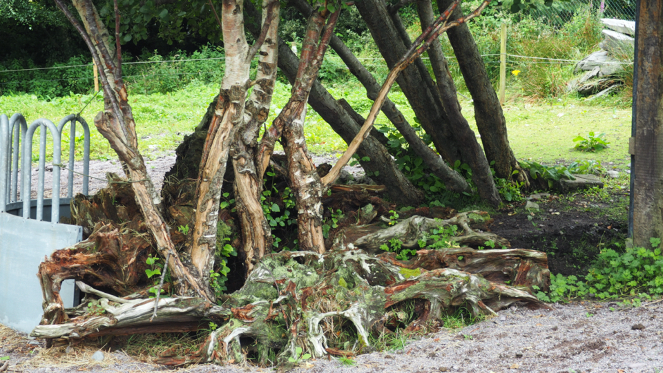 Kerry Bog Village, Glenbeigh