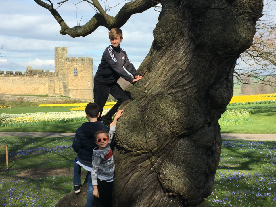 Tree Climbers