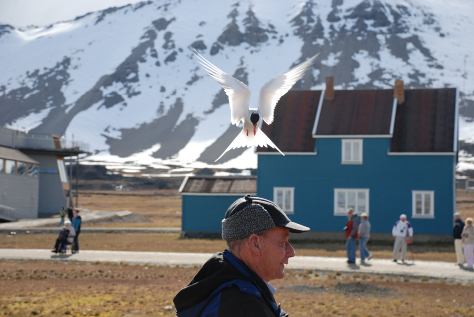 Arctic Tern